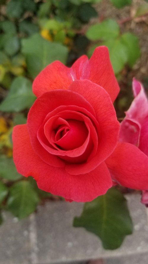 rose  red  flower