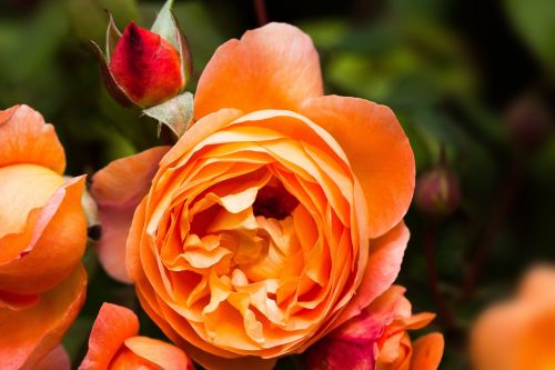 rose rose family rosaceae
