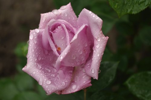 rose  flower  blooms at