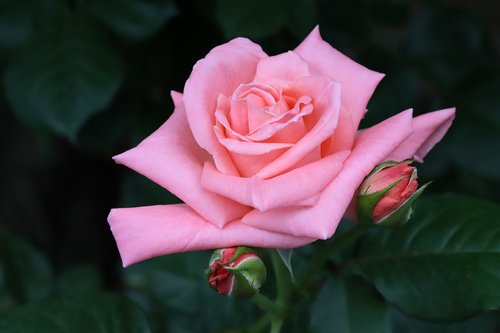 rose  flowers  nature