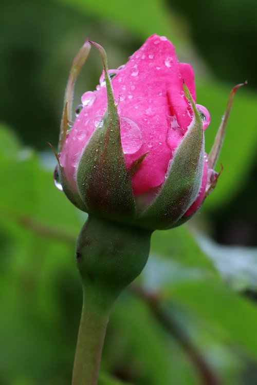 rose  flowers  nature