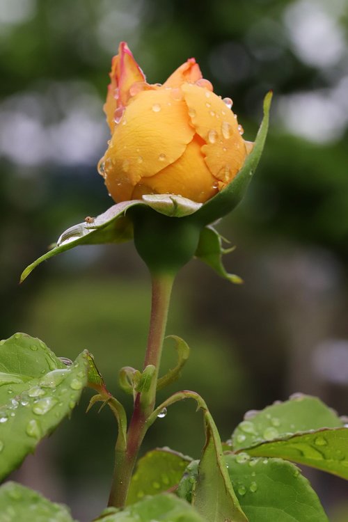 rose  flowers  nature