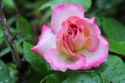 rose  flowers  nature