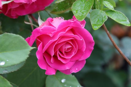 rose  flowers  nature