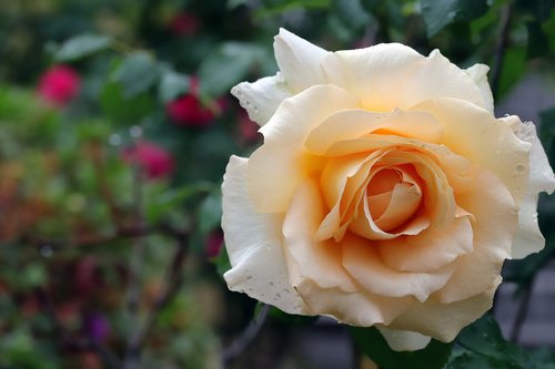 rose  flowers  nature