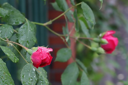 rose  flowers  nature