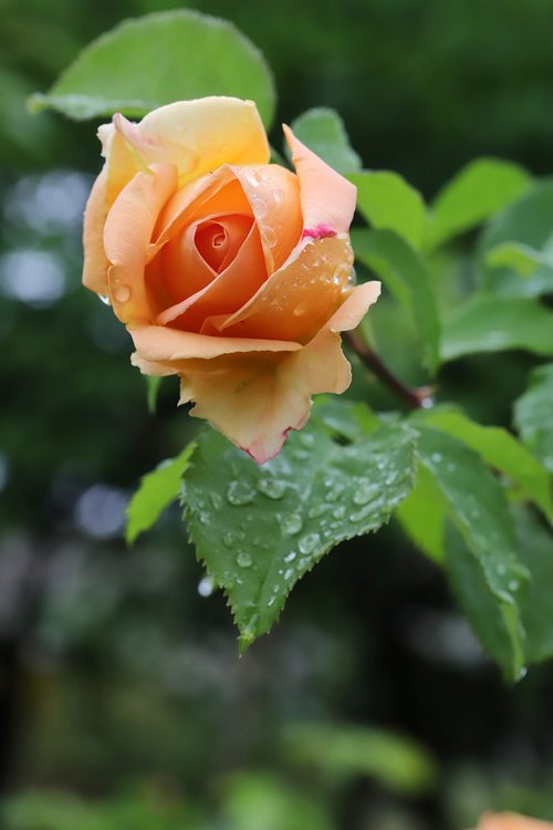 rose  flowers  nature