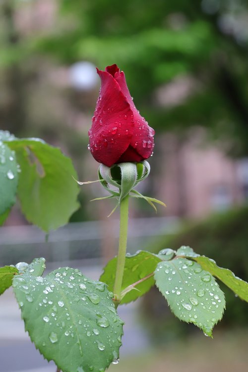 rose  flowers  nature