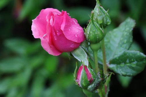 rose  flowers  nature