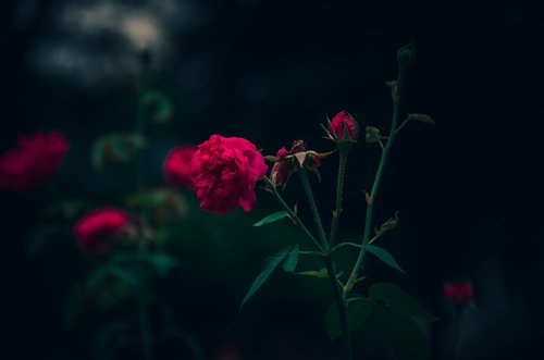rose  flower  blooming