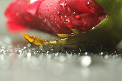 rose  flowers  drop