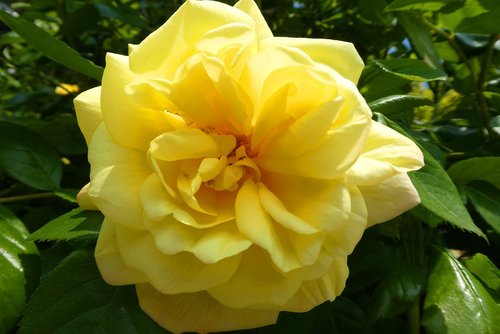 rose  yellow rose  blossom