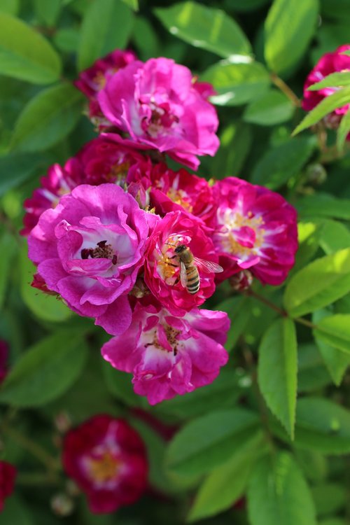 rose  bee  flower
