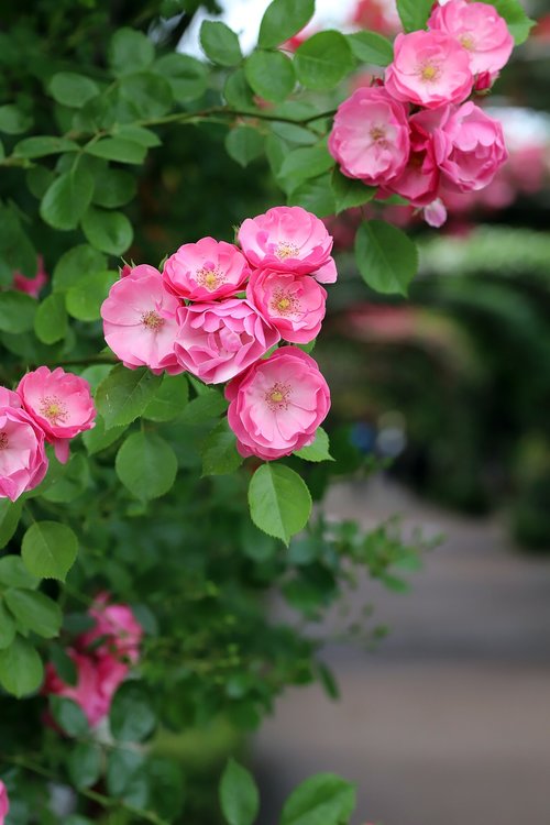 rose  petal  flowers