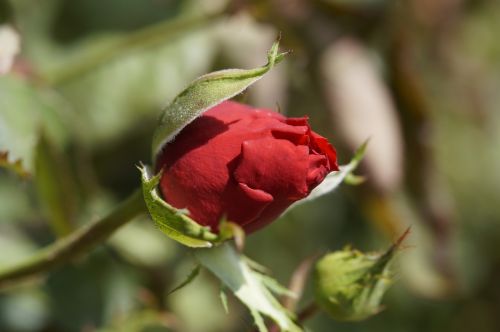 rose bud red rose