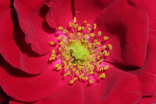 rose  petal  flowers