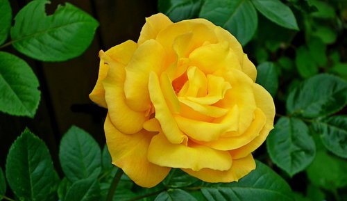 rose  flower  yellow