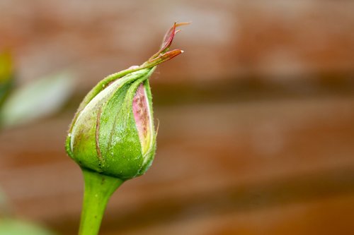 rose  rosebud  flower