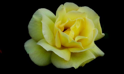 rose  flower  beauty