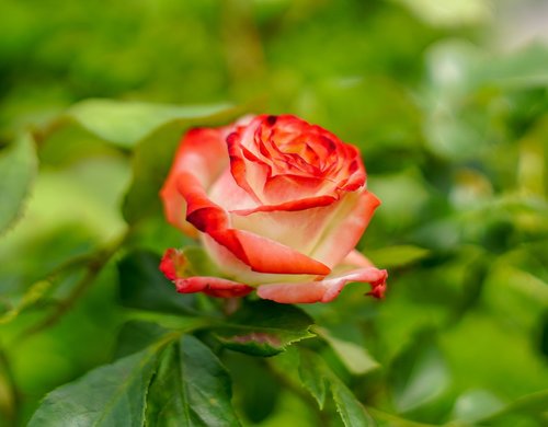 rose  red  petals