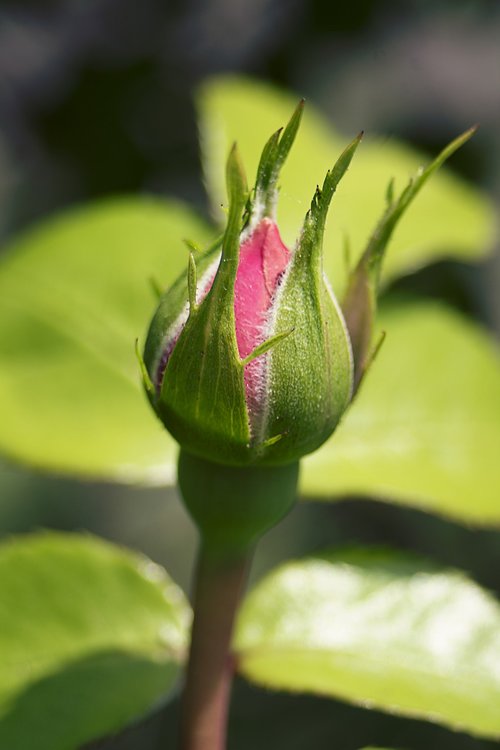 rose  bud  flower