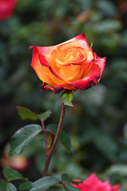 rose  roses  flower