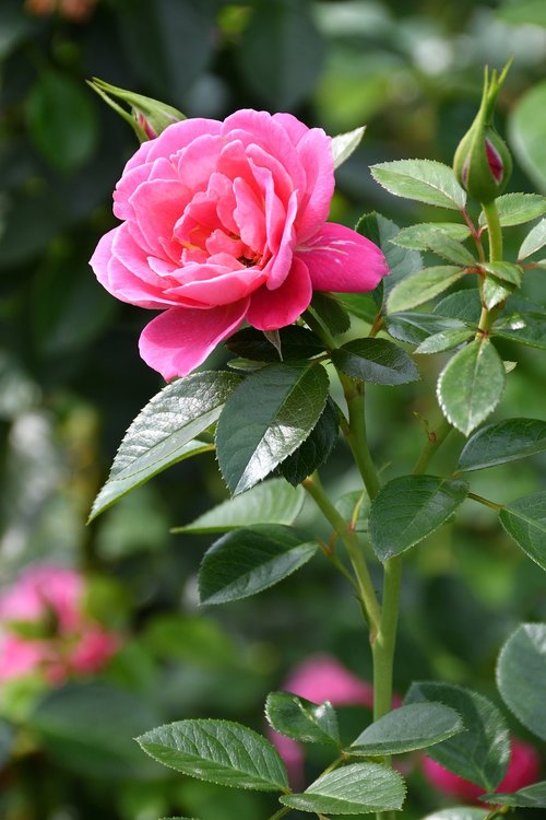 rose  roses  pink