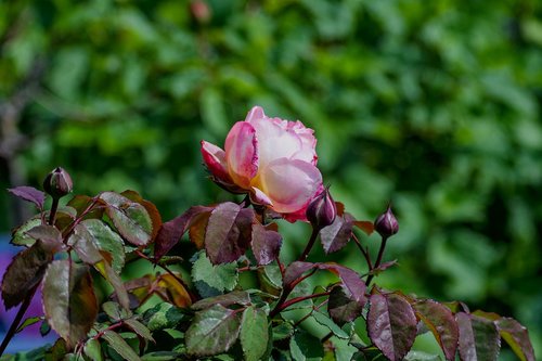 rose  garden  pink