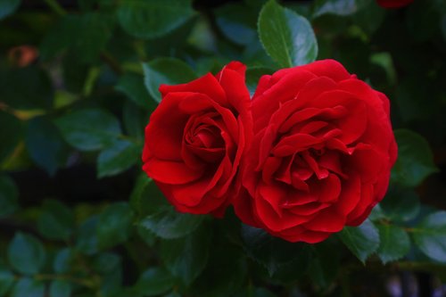 rose  spring  red