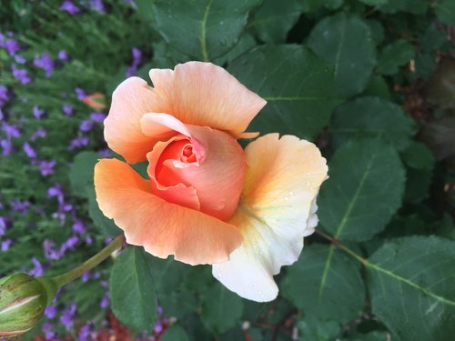 rose  apricot  bloom