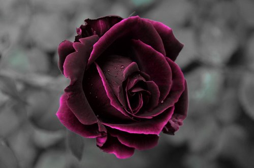rose  velvet  romantic
