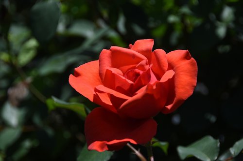 rose  maypole queen  garden