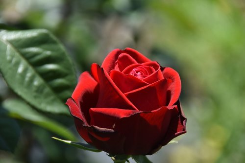 rose  maypole queen  garden