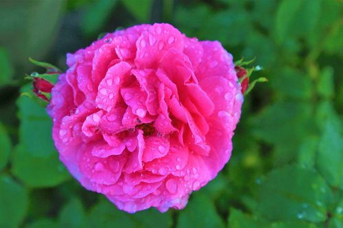 rose  spring  pink