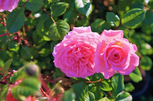 rose  pink  beautiful
