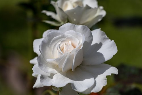 rose  flowers  petals