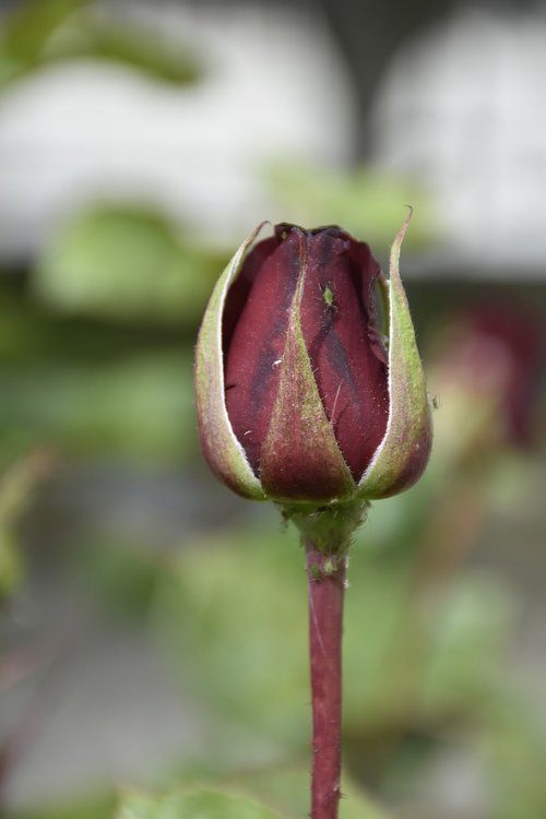 rose  red  garden