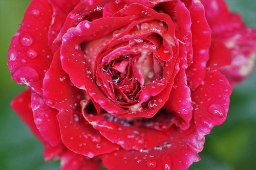 rose  red  flower