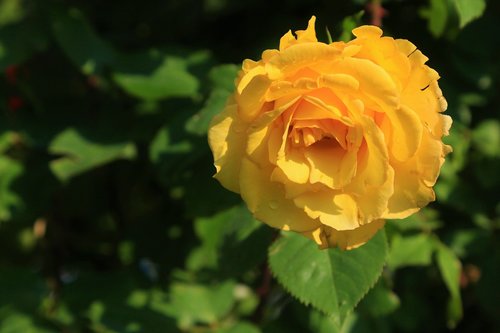 rose  yellow  beautiful