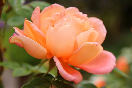 rose  rose flower  flower