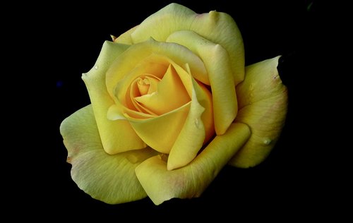 rose  flower  yellow