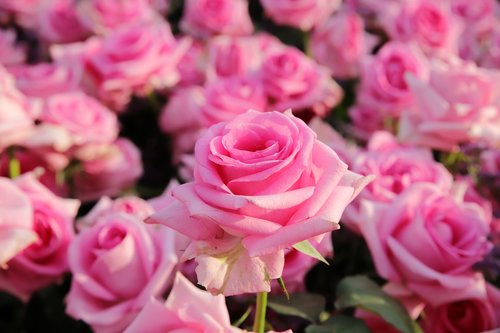 rose  petal  flowers