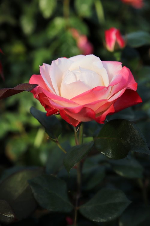 rose  petal  flowers