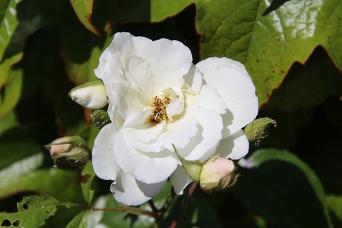 rose  white  nature