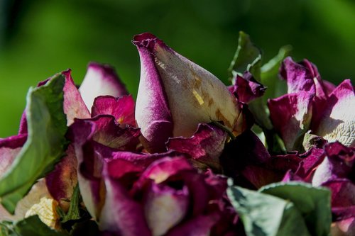 rose  flower  close up