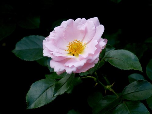 rose  pink  close up