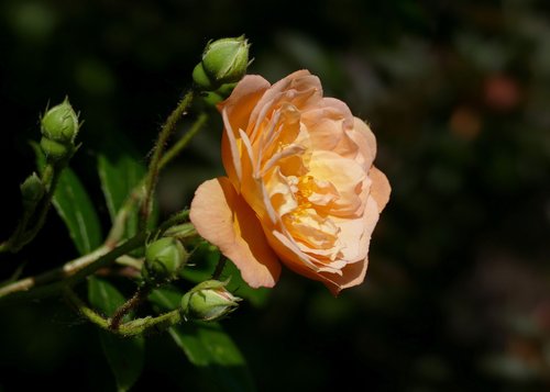 rose  garden  flower