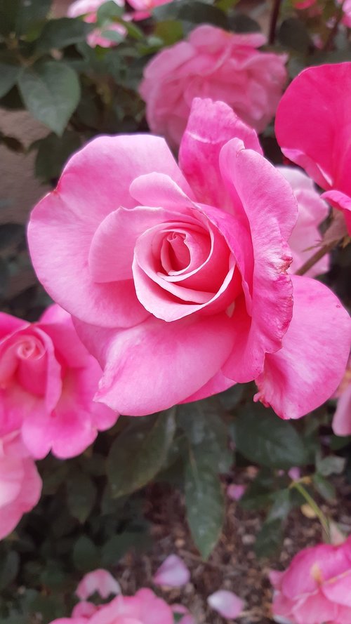 rose  cluster  pink roses