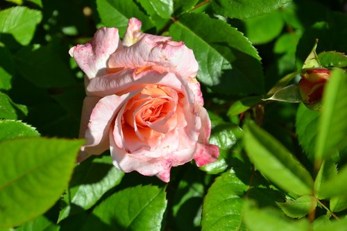 rose  garden  bloom
