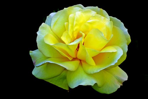 rose  flower  decorative